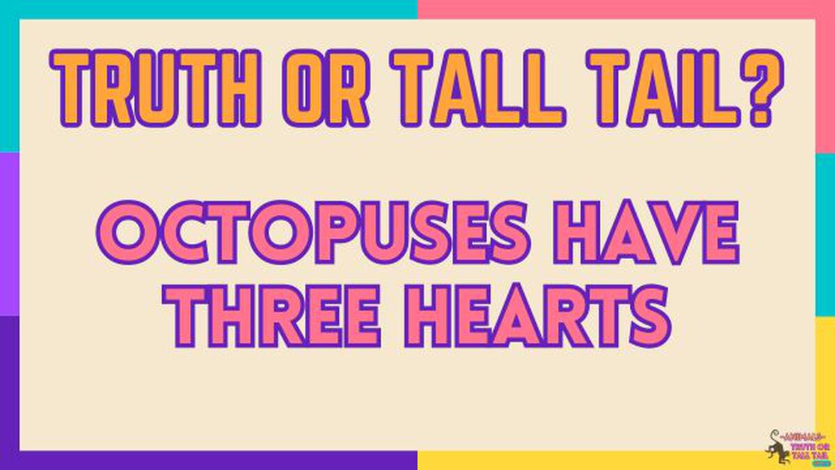 Animals: Truth or Tall Tail - Vol. 2 image number null